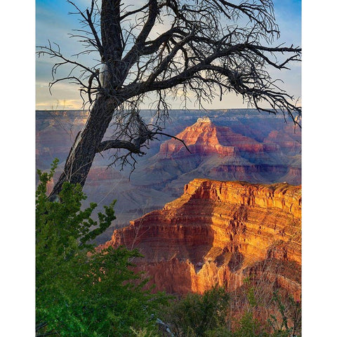 Sagittarius Ridge from Pima Point-Grand Canyon National Park-Arizona White Modern Wood Framed Art Print by Fitzharris, Tim