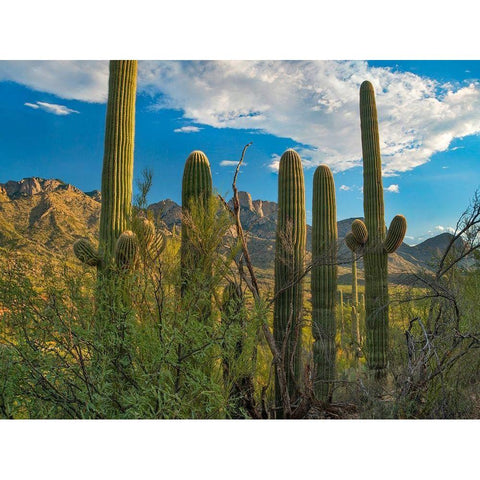 Saguaro Cacti and Santa Catalina Mountains at Catalina State Park-Arizona White Modern Wood Framed Art Print by Fitzharris, Tim