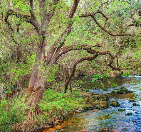 Harrison River State Park-Florida White Modern Wood Framed Art Print with Double Matting by Fitzharris, Tim