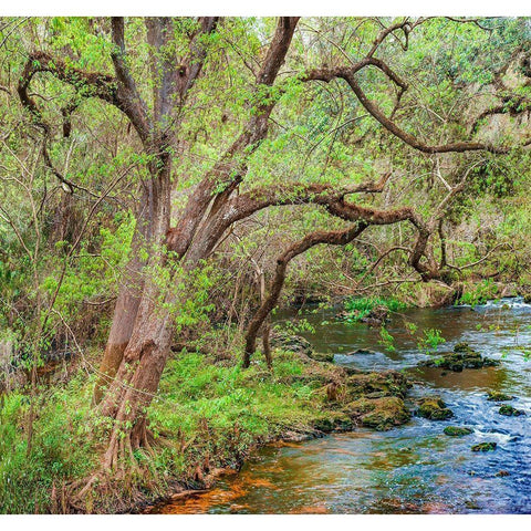 Harrison River State Park-Florida Gold Ornate Wood Framed Art Print with Double Matting by Fitzharris, Tim