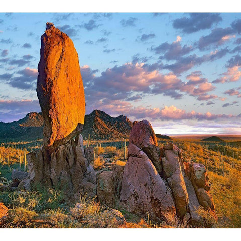 Tucson Mountains-Saguaro National Park-Arizona Gold Ornate Wood Framed Art Print with Double Matting by Fitzharris, Tim