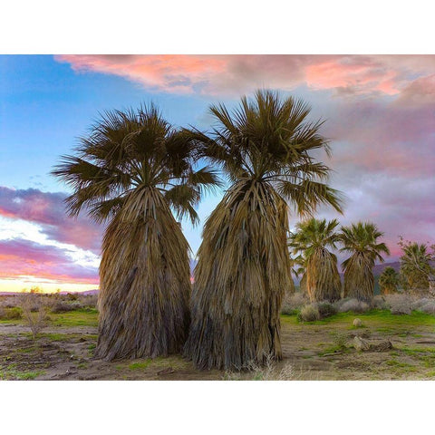 Fan Palms-Anza Borrego Desert-California Black Modern Wood Framed Art Print by Fitzharris, Tim