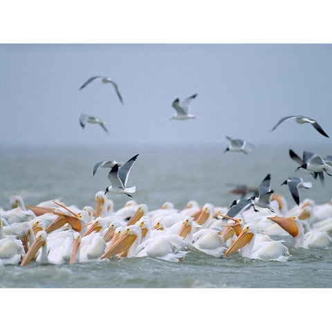 White Pelicans and Laughing Gulls-Galveston-Texas White Modern Wood Framed Art Print by Fitzharris, Tim