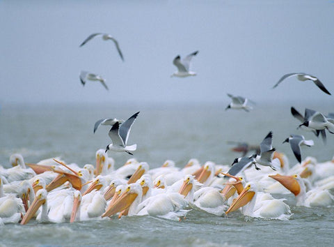 White Pelicans and Laughing Gulls-Galveston-Texas Black Ornate Wood Framed Art Print with Double Matting by Fitzharris, Tim