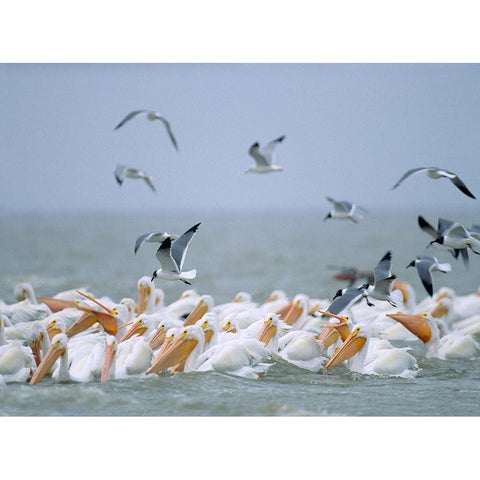 White Pelicans and Laughing Gulls-Galveston-Texas Black Modern Wood Framed Art Print with Double Matting by Fitzharris, Tim