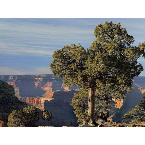 Hermits Rest-South Rim of Grand Canyon National Park-Arizona White Modern Wood Framed Art Print by Fitzharris, Tim