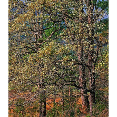 Cades Cove-Great Smoky Mountains National Park-Tennessee White Modern Wood Framed Art Print by Fitzharris, Tim