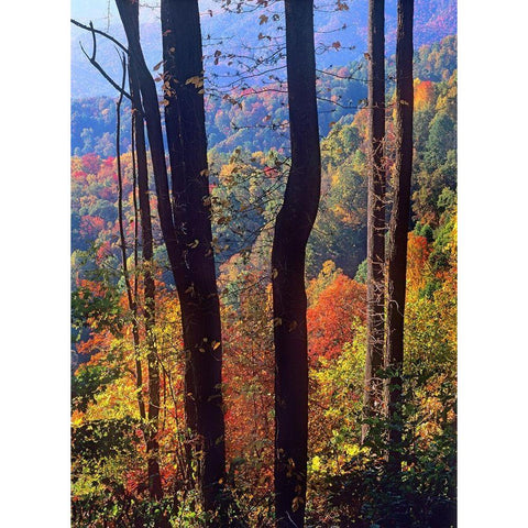 Blue Ridge Parkway near Deep Gap-North Carolina White Modern Wood Framed Art Print by Fitzharris, Tim