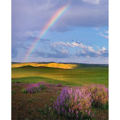 Giant lupines-Carrizo Plains National Monument-California Gold Ornate Wood Framed Art Print with Double Matting by Fitzharris, Tim