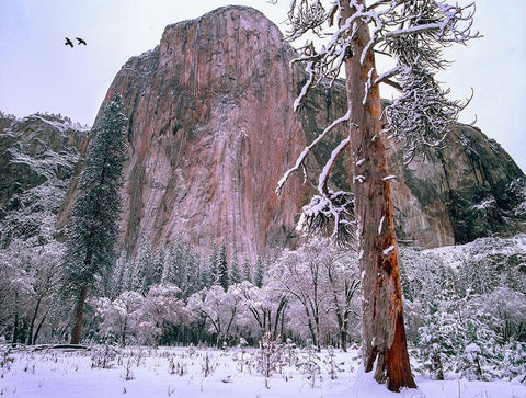 El Capitan in winter-Yosemite National Park-California White Modern Wood Framed Art Print with Double Matting by Fitzharris, Tim