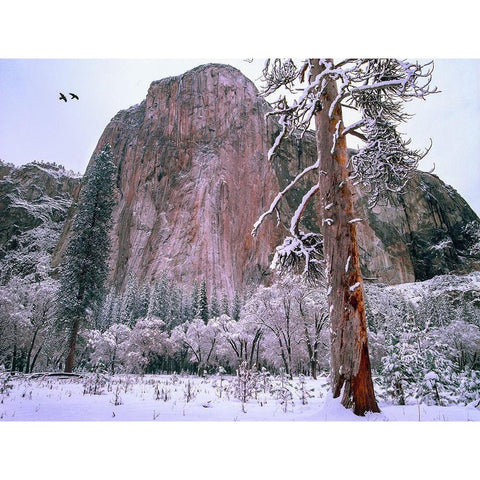 El Capitan in winter-Yosemite National Park-California Gold Ornate Wood Framed Art Print with Double Matting by Fitzharris, Tim