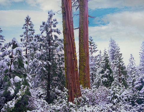 Sequoia Trees Mariposa Grove Yosemite National Park-California White Modern Wood Framed Art Print with Double Matting by Fitzharris, Tim