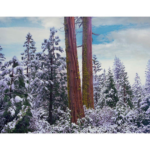 Sequoia Trees Mariposa Grove Yosemite National Park-California White Modern Wood Framed Art Print by Fitzharris, Tim
