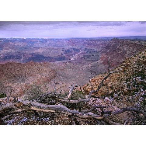 Colorado River from Desert View-Grand Canyon National Park-Arizona White Modern Wood Framed Art Print by Fitzharris, Tim