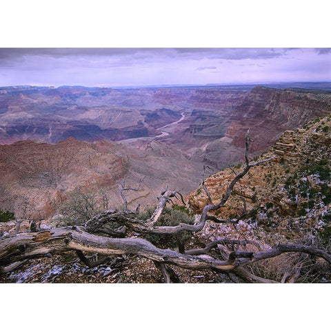 Colorado River from Desert View-Grand Canyon National Park-Arizona Gold Ornate Wood Framed Art Print with Double Matting by Fitzharris, Tim