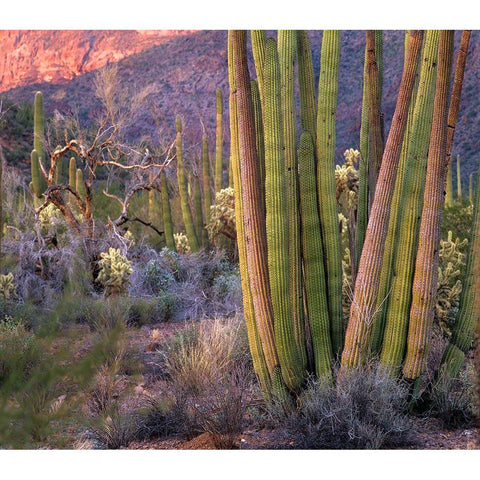 Organ Pipe Cactus National Monument-Arizona Black Modern Wood Framed Art Print with Double Matting by Fitzharris, Tim