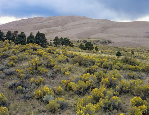 Great Sand Dunes National Park-Colorado Black Ornate Wood Framed Art Print with Double Matting by Fitzharris, Tim