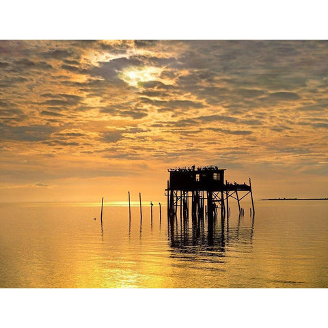 Pelicans-Cedar Key-Florida Black Modern Wood Framed Art Print by Fitzharris, Tim