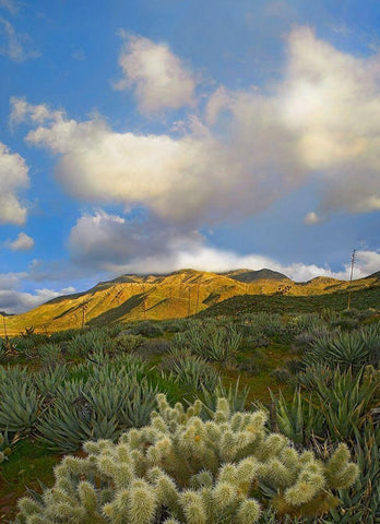 Cholla Cactus and Agaves-Mason Valley-California Black Ornate Wood Framed Art Print with Double Matting by Fitzharris, Tim