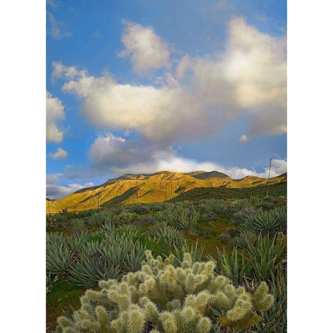 Cholla Cactus and Agaves-Mason Valley-California White Modern Wood Framed Art Print by Fitzharris, Tim