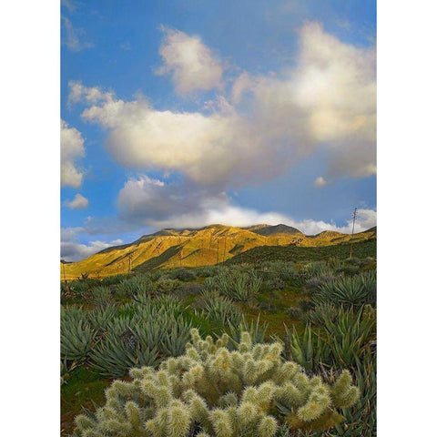 Cholla Cactus and Agaves-Mason Valley-California Black Modern Wood Framed Art Print with Double Matting by Fitzharris, Tim