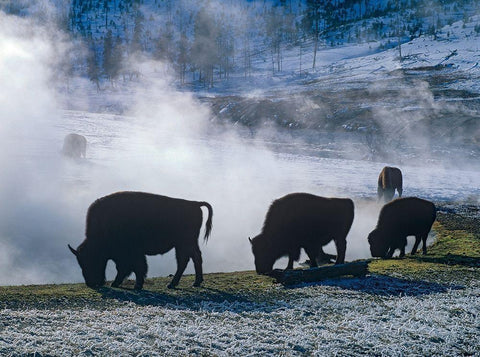 Bison at a Hot Spring-Yellowstone National Park-Wyoming White Modern Wood Framed Art Print with Double Matting by Fitzharris, Tim