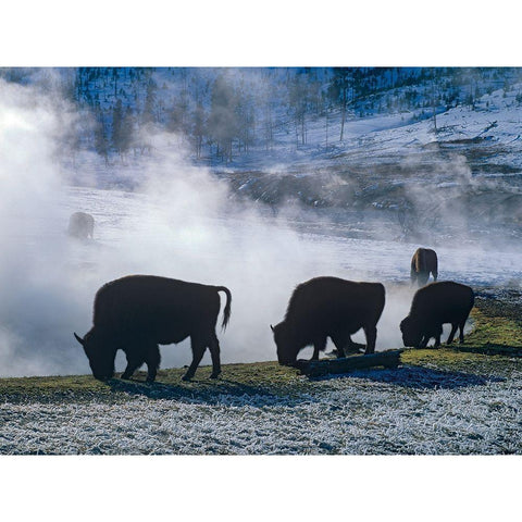 Bison at a Hot Spring-Yellowstone National Park-Wyoming White Modern Wood Framed Art Print by Fitzharris, Tim