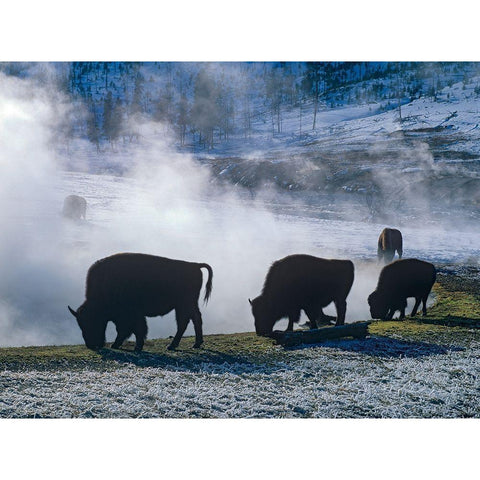 Bison at a Hot Spring-Yellowstone National Park-Wyoming Gold Ornate Wood Framed Art Print with Double Matting by Fitzharris, Tim