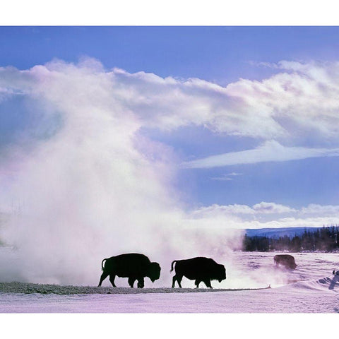 Bison at a Hot Spring-Yellowstone National Park-Wyoming White Modern Wood Framed Art Print by Fitzharris, Tim