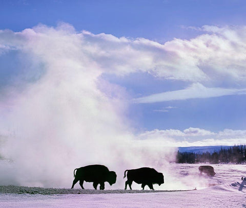 Bison at a Hot Spring-Yellowstone National Park-Wyoming White Modern Wood Framed Art Print with Double Matting by Fitzharris, Tim