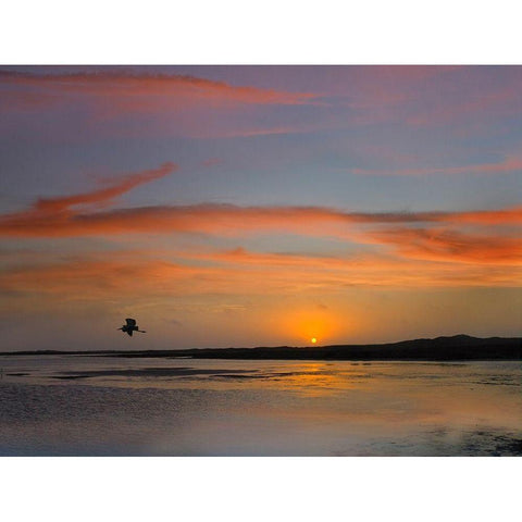 Great Blue Heron at Mustang Island-Texas Black Modern Wood Framed Art Print by Fitzharris, Tim