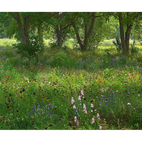 Wildflower Meadow at Jacksonport State Park-Arkansas White Modern Wood Framed Art Print by Fitzharris, Tim