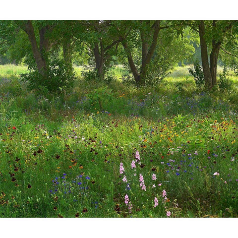 Wildflower Meadow at Jacksonport State Park-Arkansas Black Modern Wood Framed Art Print by Fitzharris, Tim