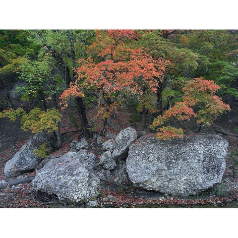 Maples in autumn-Lost Maples State Park-Texas Black Modern Wood Framed Art Print with Double Matting by Fitzharris, Tim