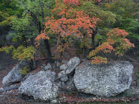 Maples in autumn-Lost Maples State Park-Texas White Modern Wood Framed Art Print with Double Matting by Fitzharris, Tim