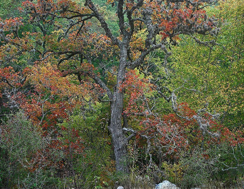 Maples in autumn-Lost Maples State Park-Texas White Modern Wood Framed Art Print with Double Matting by Fitzharris, Tim