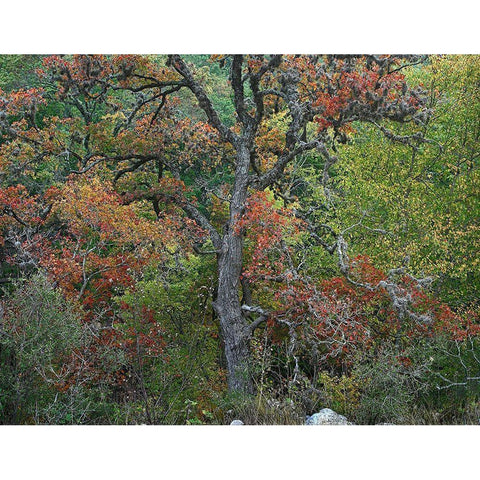 Maples in autumn-Lost Maples State Park-Texas White Modern Wood Framed Art Print by Fitzharris, Tim