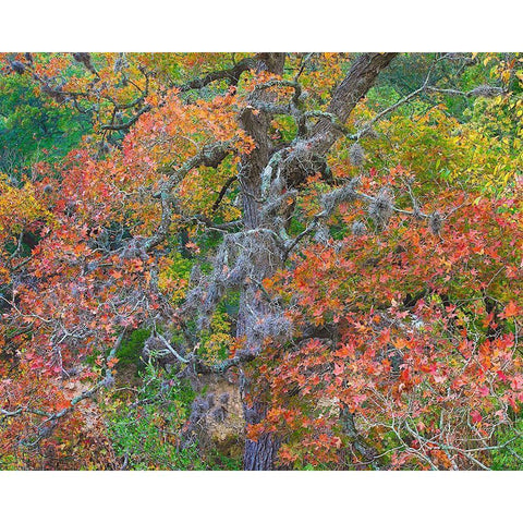 Maples in autumn-Lost Maples State Park-Texas White Modern Wood Framed Art Print by Fitzharris, Tim