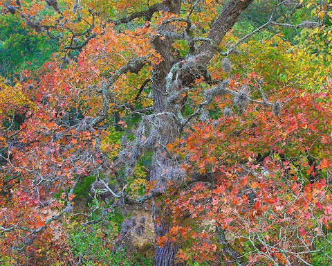 Maples in autumn-Lost Maples State Park-Texas Black Ornate Wood Framed Art Print with Double Matting by Fitzharris, Tim