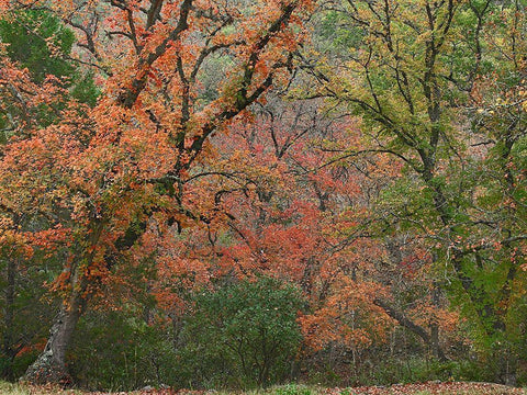 Maples in autumn-Lost Maples State Park-Texas White Modern Wood Framed Art Print with Double Matting by Fitzharris, Tim