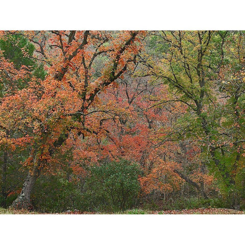 Maples in autumn-Lost Maples State Park-Texas Gold Ornate Wood Framed Art Print with Double Matting by Fitzharris, Tim