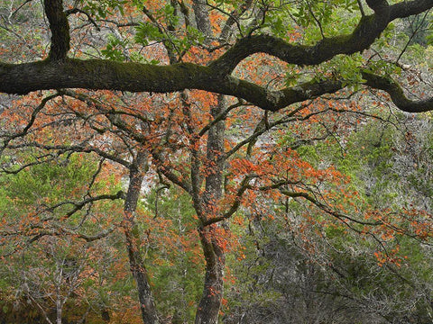 Lost Maples State Park-Texas Black Ornate Wood Framed Art Print with Double Matting by Fitzharris, Tim