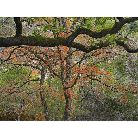 Lost Maples State Park-Texas Gold Ornate Wood Framed Art Print with Double Matting by Fitzharris, Tim