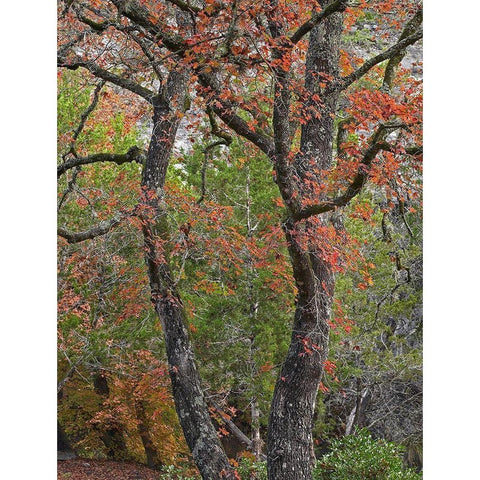 Maples in autumn-Lost Maples State Park-Texas Black Modern Wood Framed Art Print with Double Matting by Fitzharris, Tim