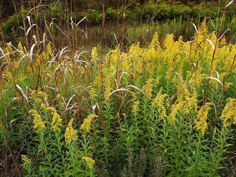 Goldenrods near DeQueen-Arkansas White Modern Wood Framed Art Print with Double Matting by Fitzharris, Tim