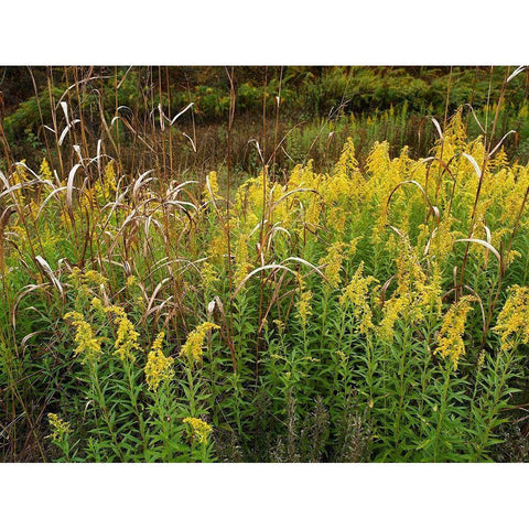 Goldenrods near DeQueen-Arkansas White Modern Wood Framed Art Print by Fitzharris, Tim