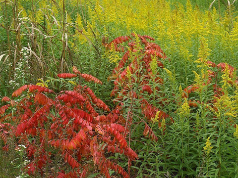 Sumac and goldenrods near DeQueen-Arkansas White Modern Wood Framed Art Print with Double Matting by Fitzharris, Tim
