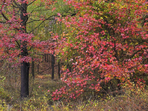 Sweetgum in autumn at Gillham Lake-Arkansas White Modern Wood Framed Art Print with Double Matting by Fitzharris, Tim