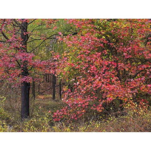 Sweetgum in autumn at Gillham Lake-Arkansas Black Modern Wood Framed Art Print by Fitzharris, Tim