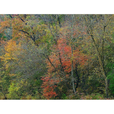 Oak-hickory Woodlands-Ozark National Forest-Arkansas White Modern Wood Framed Art Print by Fitzharris, Tim